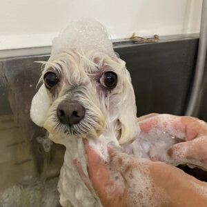 シャンプーマルチーズ