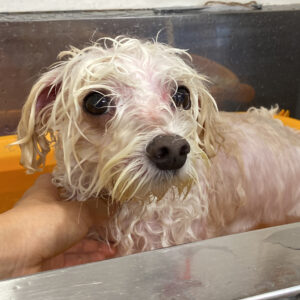 お風呂ミックス