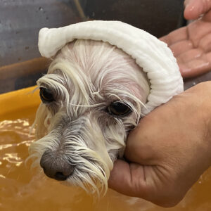 お風呂マルチーズ