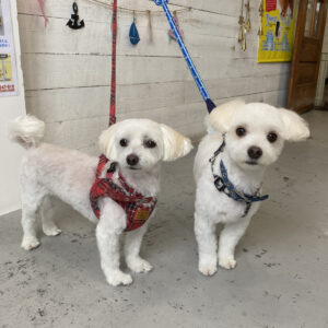 仕上がりミックス&マルチーズ