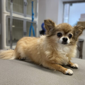 よろしくチワワ