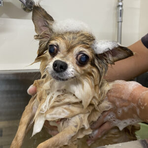 シャンプーチワワ