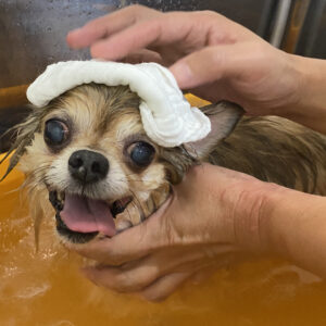 お風呂チワワ