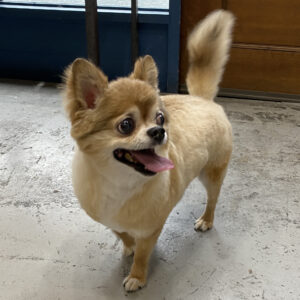 仕上がりチワワ