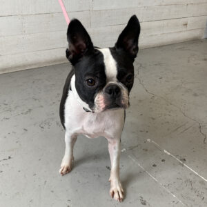 仕上がりボストン