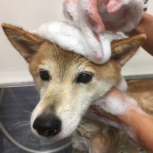 シャンプーミックス