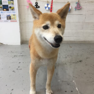 仕上がりミックス