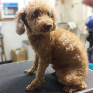 よろしくトイプー