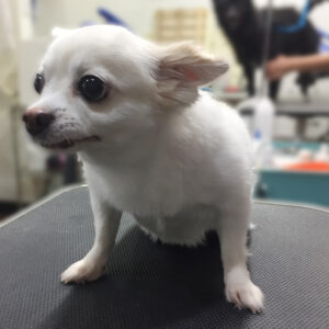 よろしくチワワ