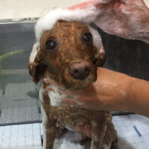 シャンプートイプー