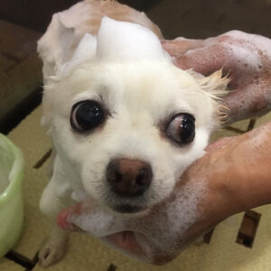 シャンプーチワワ