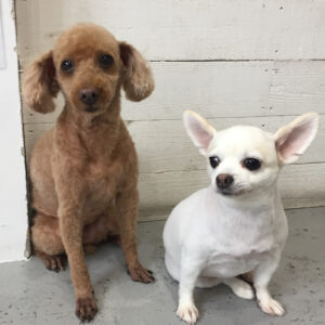 仕上がりトイプー&チワワ