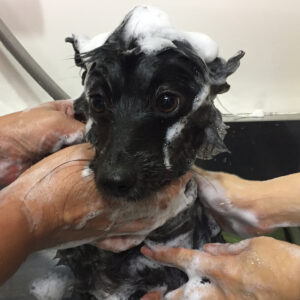 シャンプーポメ