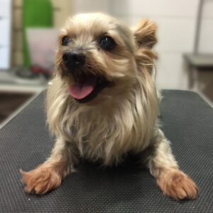 よろしくヨーキー