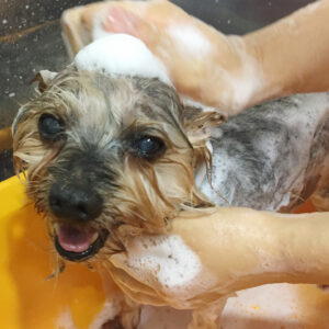 シャンプーヨーキー