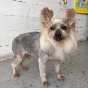 仕上がりヨーキー