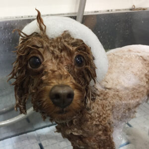 シャンプートイプー