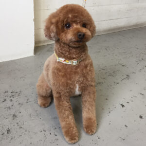 仕上がりトイプー