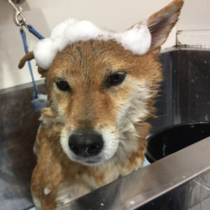 シャンプーしば