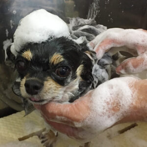 シャンプーチワワ