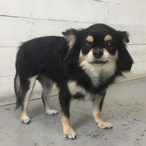 仕上がりチワワ