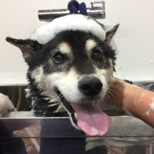 シャンプーしば