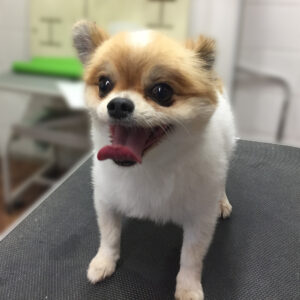 よろしくミックス