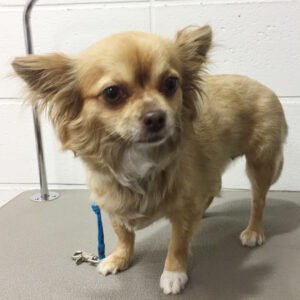 よろしくチワワ