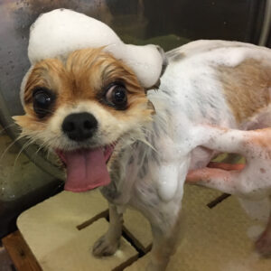 シャンプーミックス