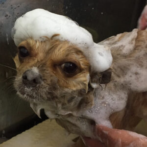 シャンプーチワワ