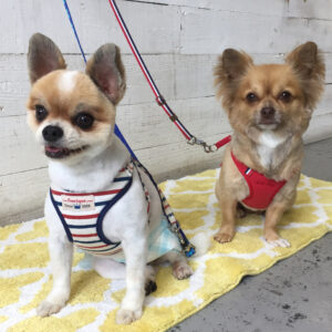 仕上がりミックス&チワワ