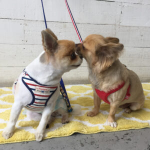 仕上がりミックス&チワワ