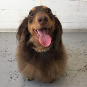 仕上がりダックス