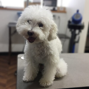 よろしくトイプー