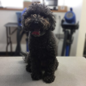 よろしくトイプー