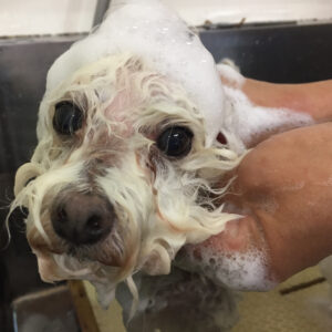 シャンプートイプー