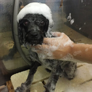 シャンプートイプー