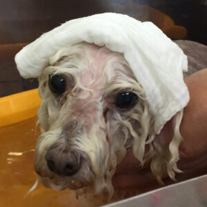 お風呂トイプー