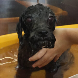 お風呂トイプー