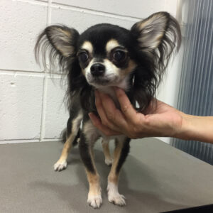 よろしくチワワ