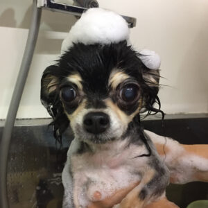 シャンプーチワワ