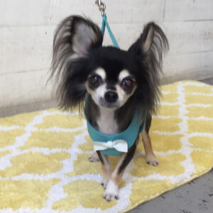 仕上がりチワワ