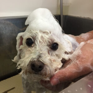 シャンプートイプー