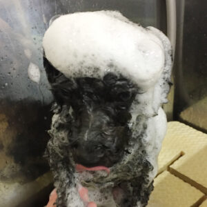 シャンプートイプー