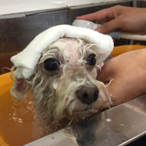 お風呂トイプー