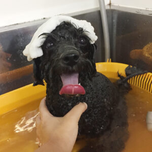 お風呂トイプー