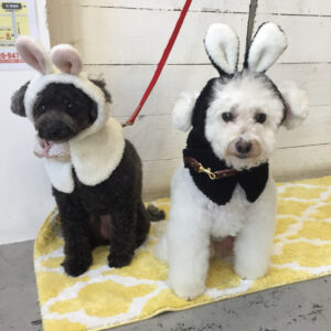 仕上がりトイプー