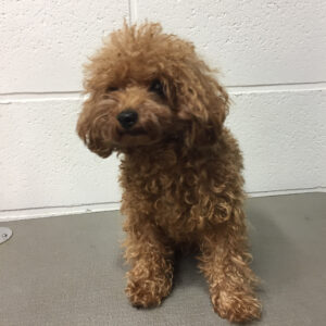 よろしくトイプー