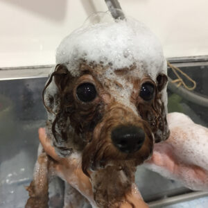 シャンプートイプー