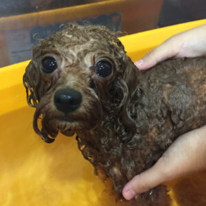 お風呂トイプー